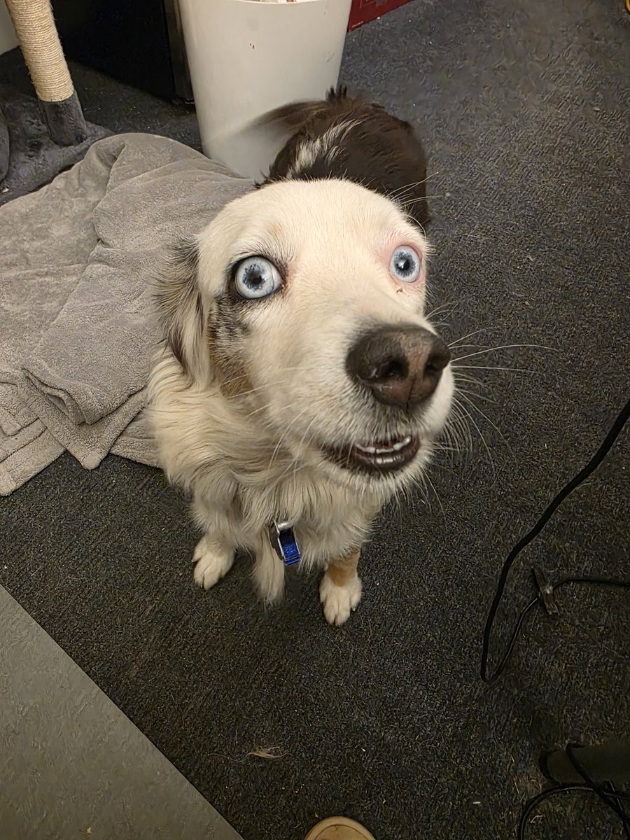 Pomomining tweet media