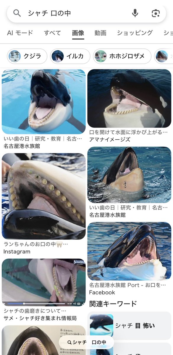 山﨑おしるこ tweet media