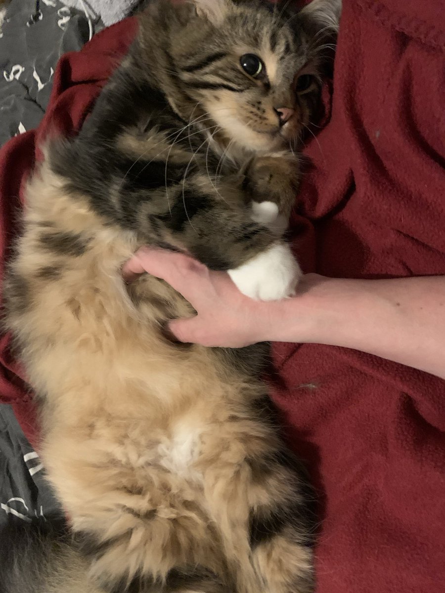 Don Plushy tweet media