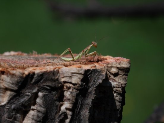 Chef Bonsaidemic: CEO of Bitcorn tweet media