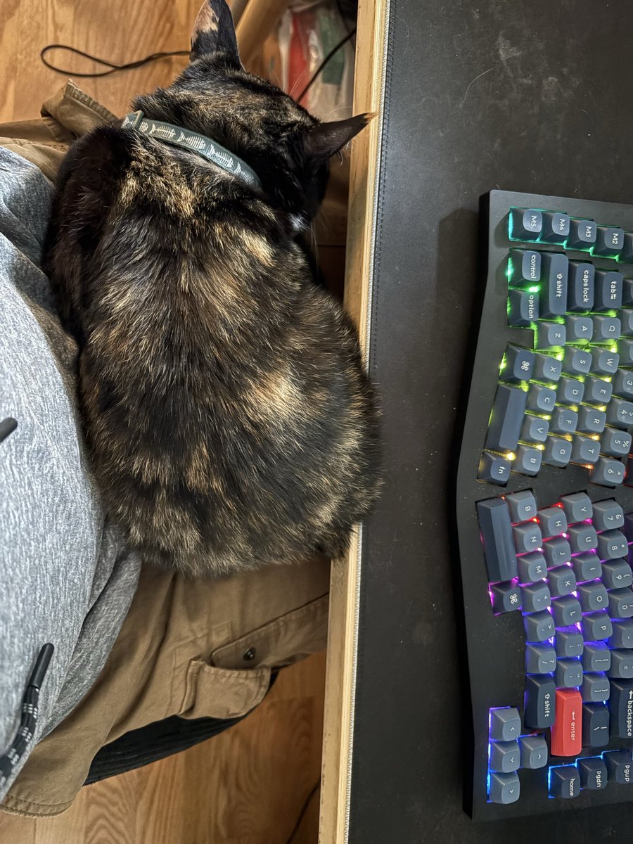 SoftBoilled's tweet photo. From senior developer to a cat-pillow intern. Feedback from new boss is mixed. https://t.co/5ng2EKQpo1