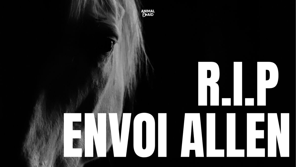 Animal Aid tweet media