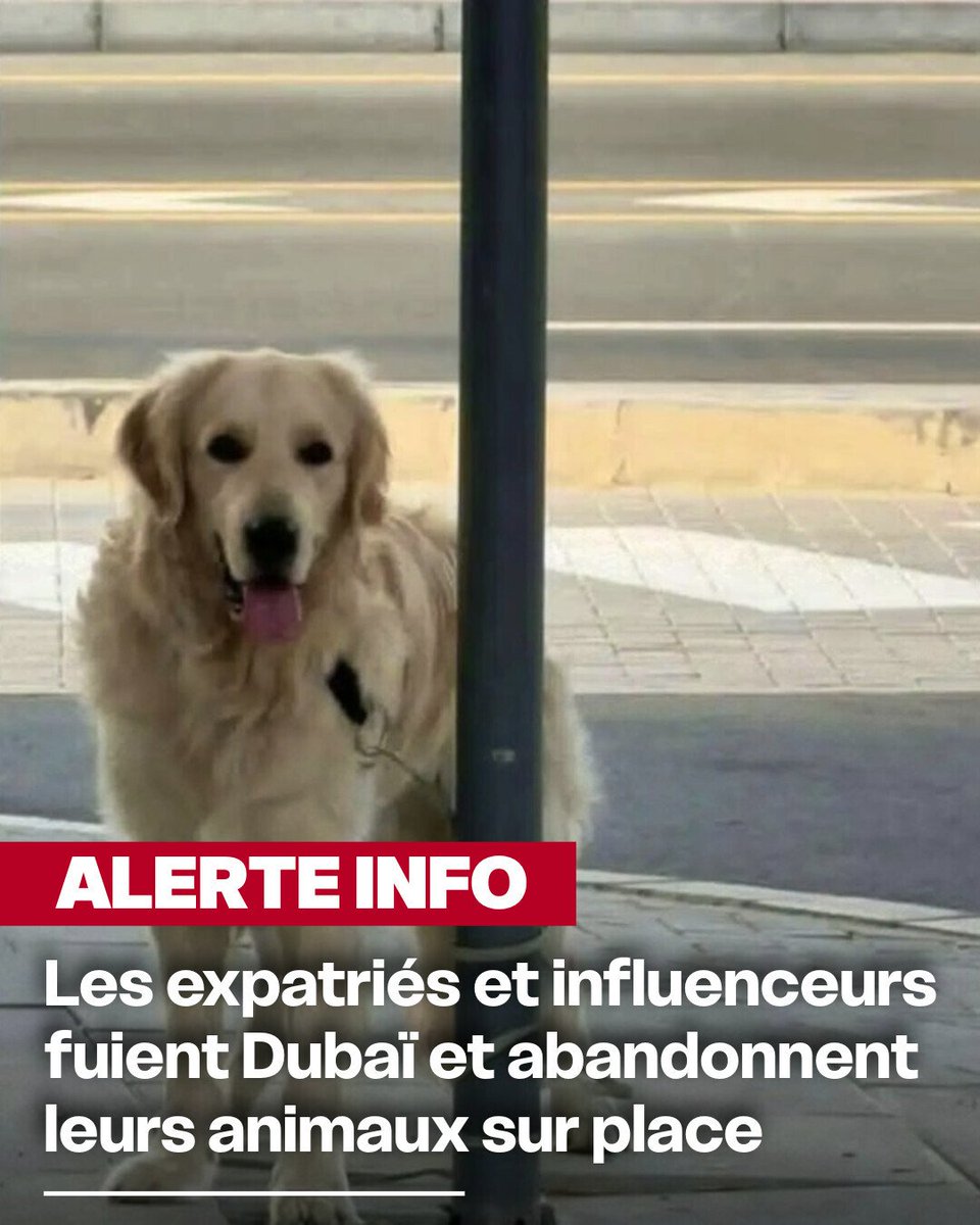 AntiChasse ⒶⓁⒻ tweet media