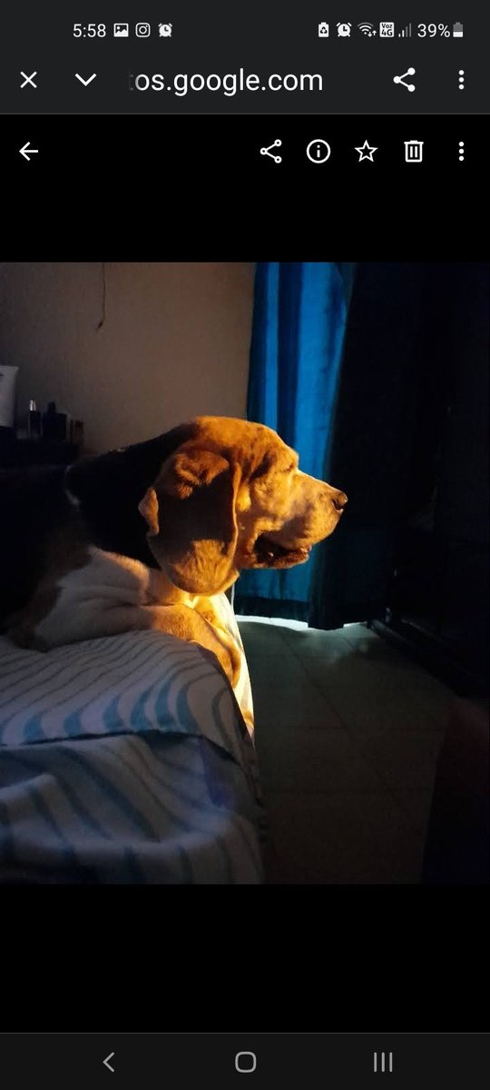 EL PUEBLO DECIDE tweet media