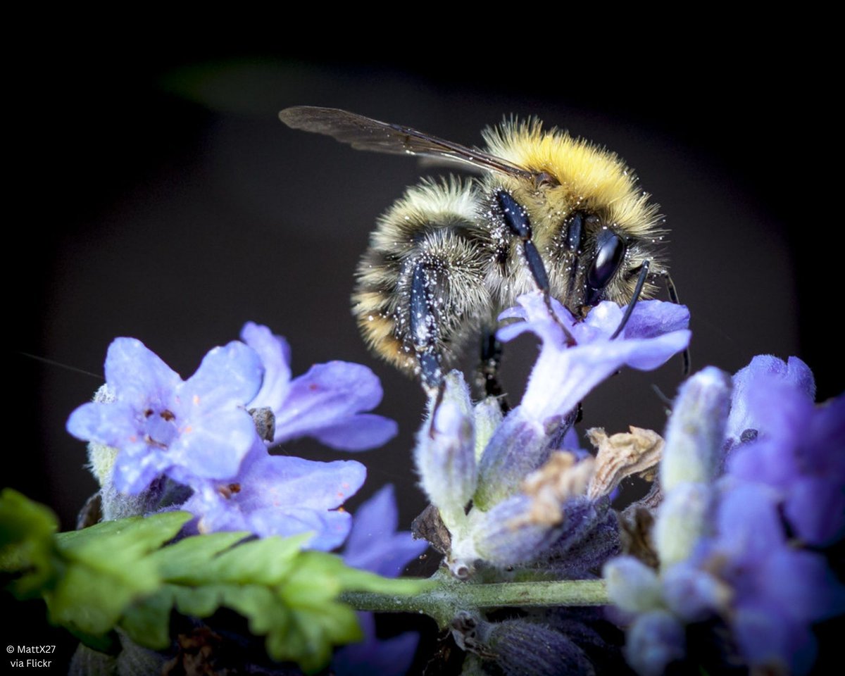 Iowa Monarchs tweet media