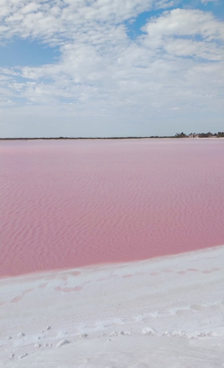 _yas7's tweet photo. The pink sea in Mexico 🩷 https://t.co/Gq8ZZzulzx