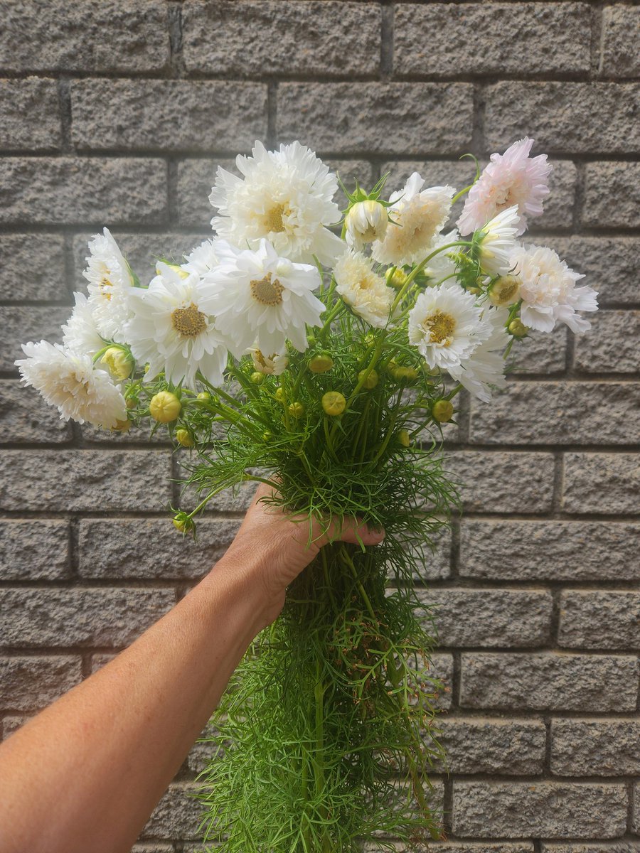 liewedier's tweet photo. @bothayvonne So pretty! These seeds are from my double white cosmos 🤍 https://t.co/vP4K462BpR