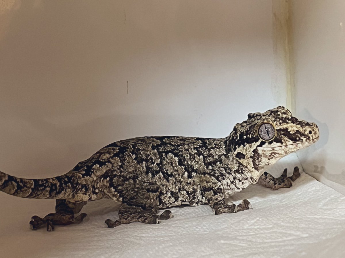 ナナシ tweet media