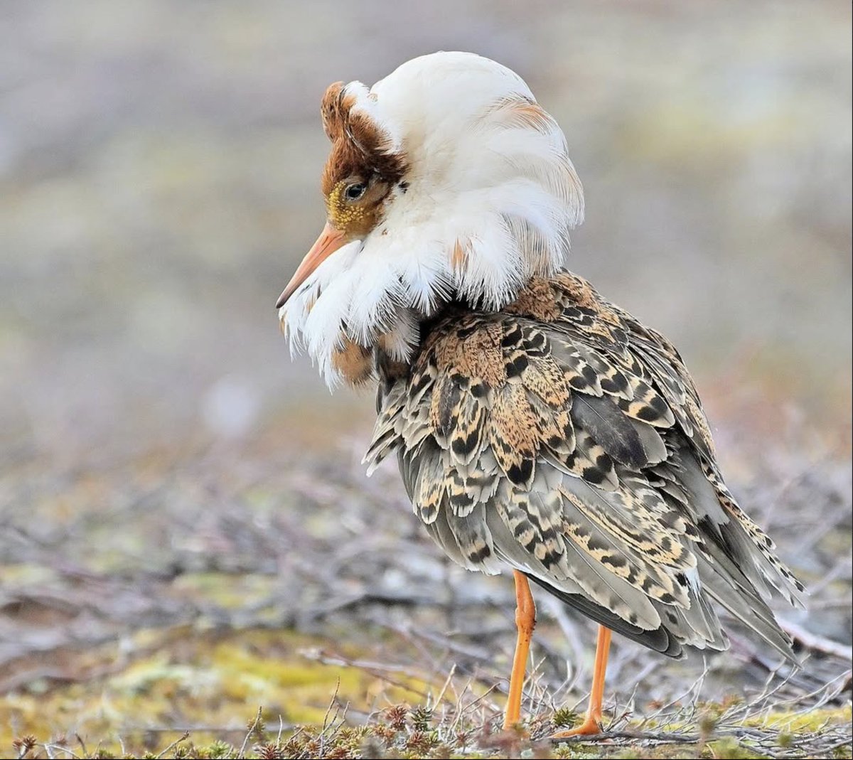 Wader Quest tweet media