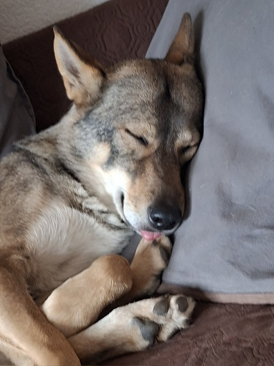 neutral_af's tweet photo. Little angel is asleep https://t.co/TxZXlvynH3