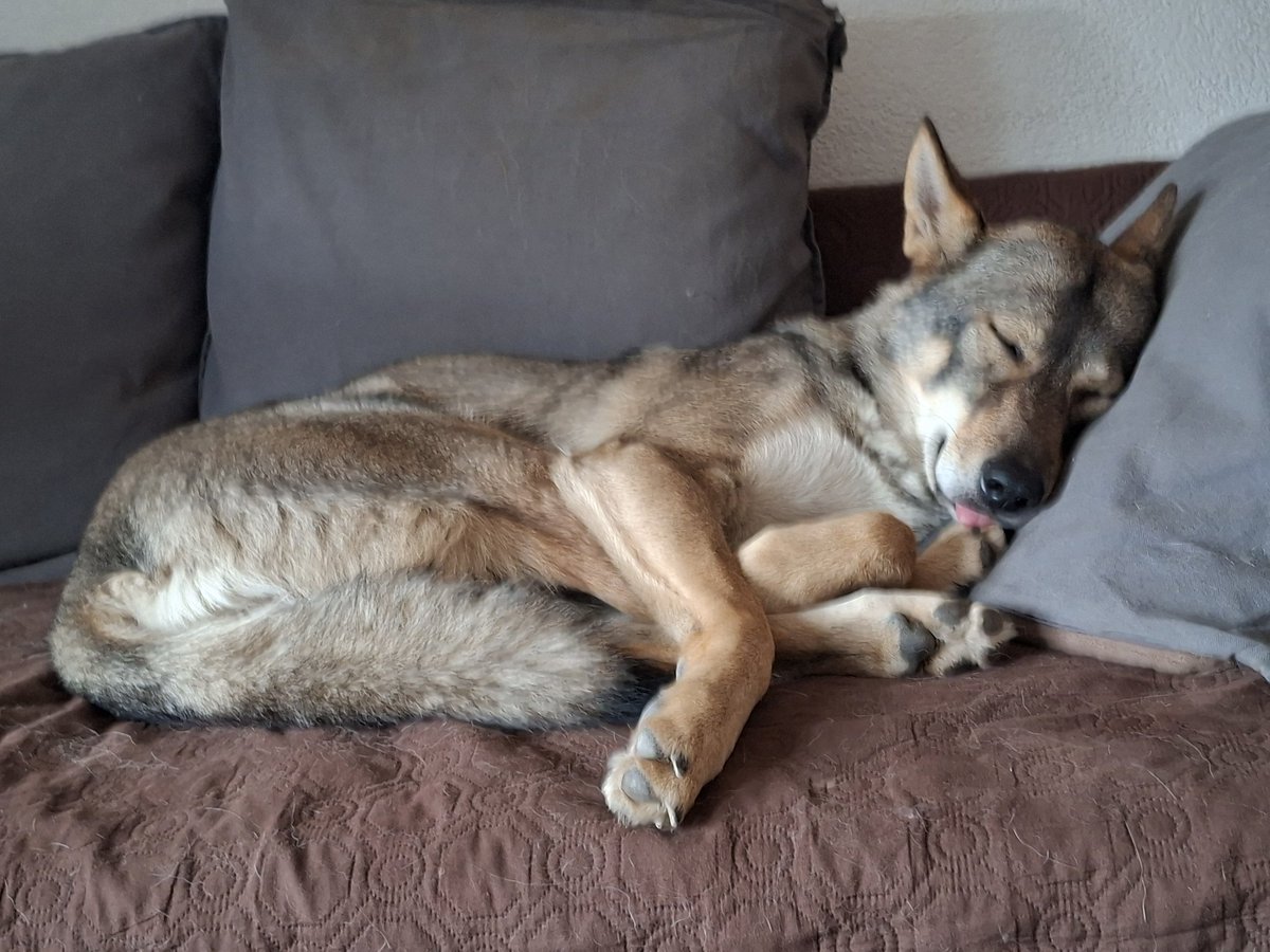 neutral_af's tweet photo. Little angel is asleep https://t.co/TxZXlvynH3