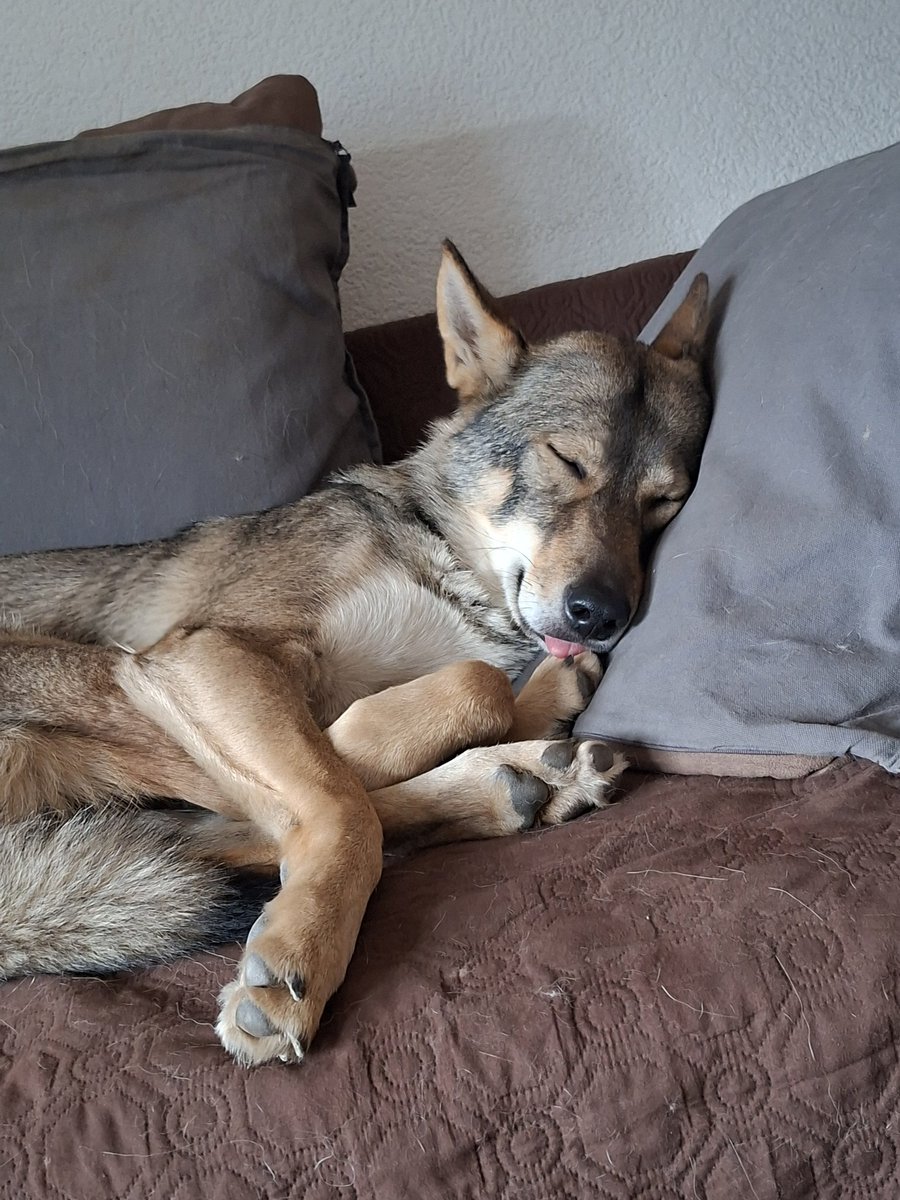 neutral_af's tweet photo. Little angel is asleep https://t.co/TxZXlvynH3