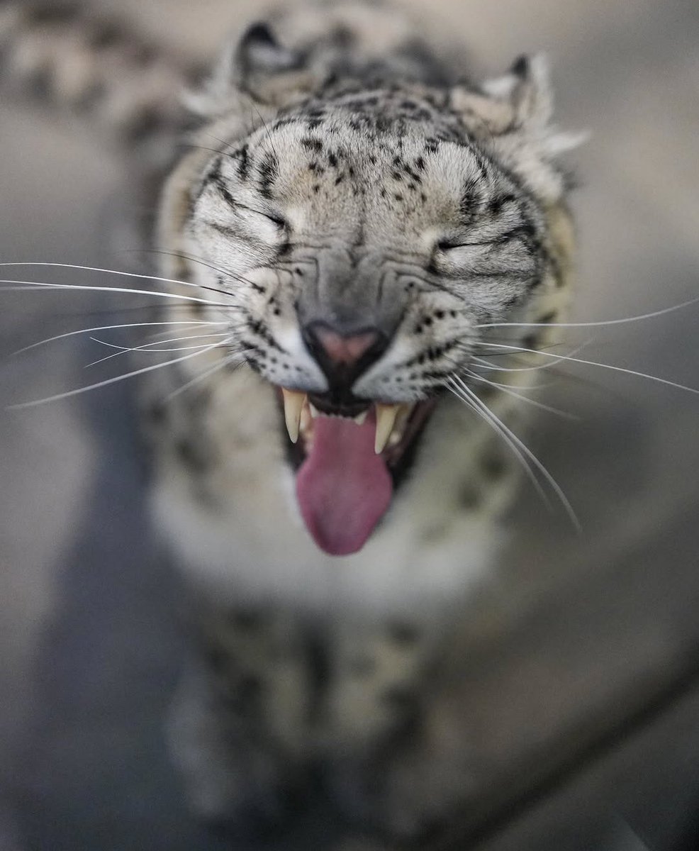 lyro 🏳️‍🌈❄️ tweet media