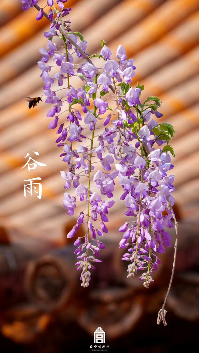 ccchinamadrid's tweet image. ✨24 Términos Solares✨ Hoy, 20 de abril, es la Lluvia de Grano.

[Photo Provided by the Palace Museum]
 
#China #culturachina #términossolareschinos #MuseodelPalacio #PalaceMuseum