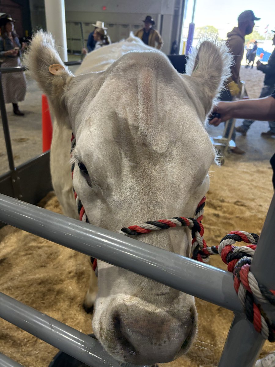 Ms.Grissom’s Ag Classes tweet media