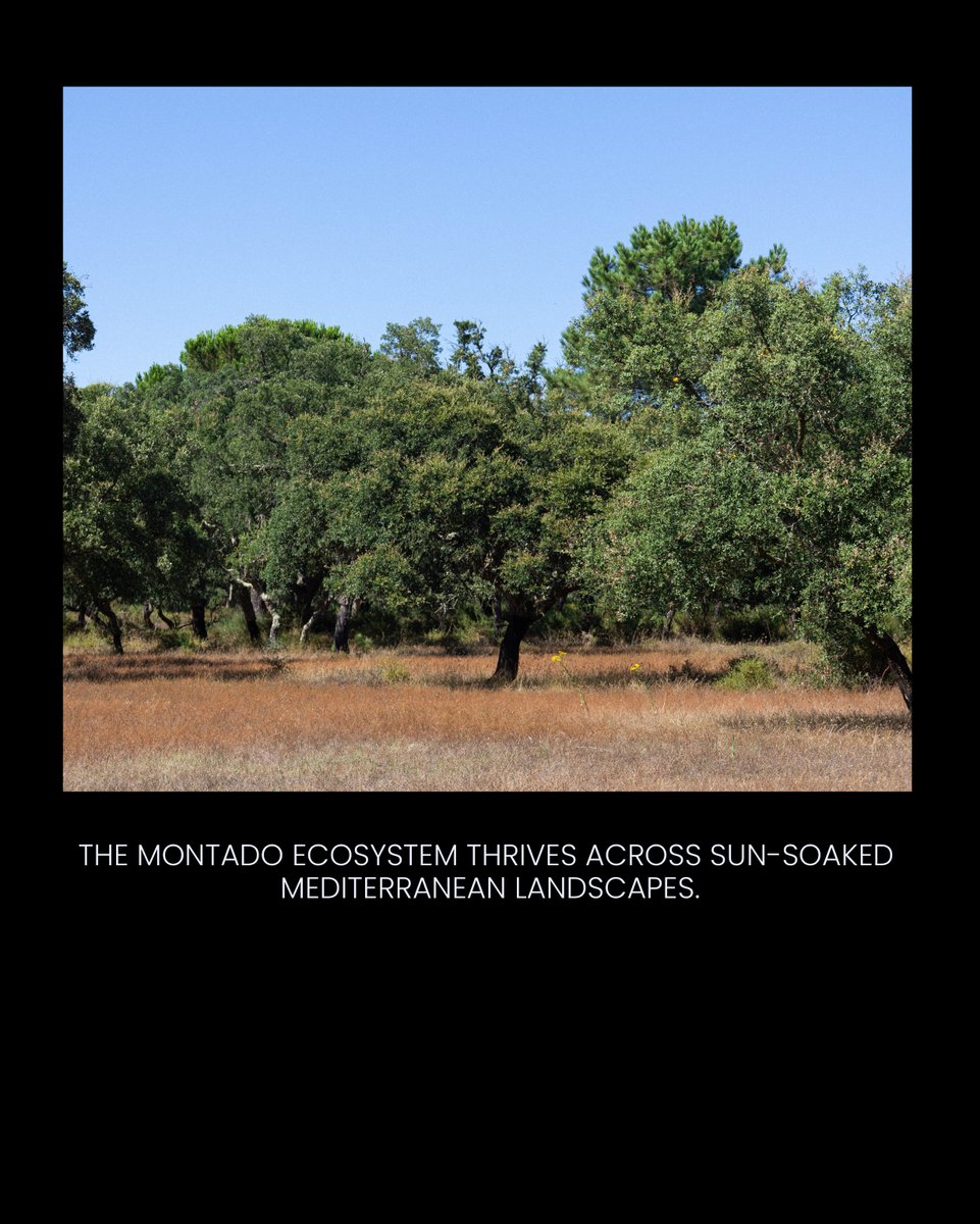 GRANORTE tweet media