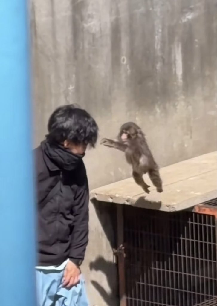 Little Punch....... hug me 🫶