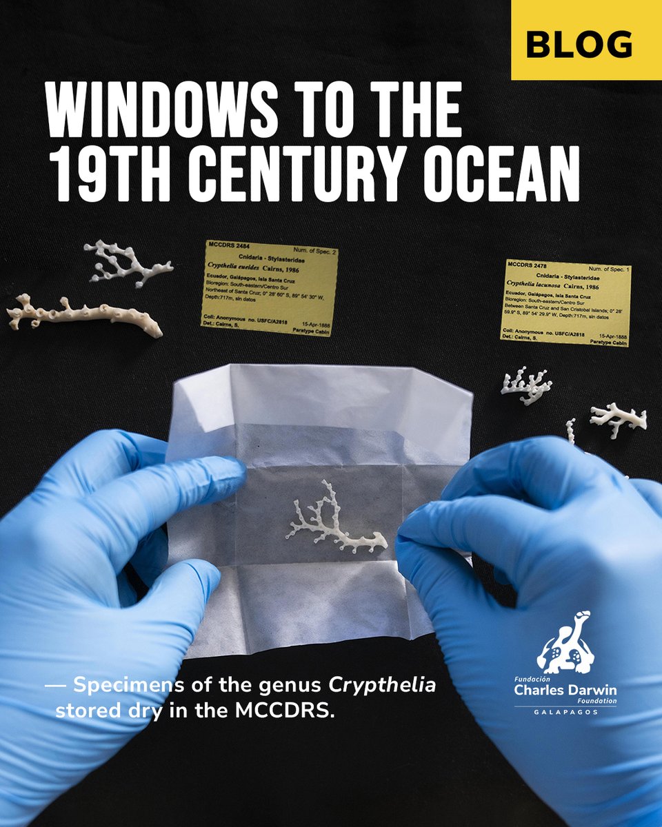 Charles Darwin Foundation-Fundación Charles Darwin tweet media