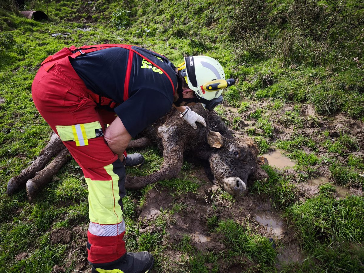 112Cantabria's tweet image. Rescate de becerra caída por un talud a un regato en #Soto #Villacarriedo. No podía ponerse en pie por lo que bomberos @cantabriaes la arrastran a una zona seca, donde la propietaria la proporcionará comida y cuidados para intentar que se recupere y pueda ascender por si misma.