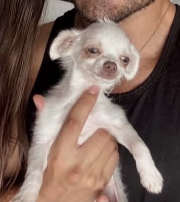 carol do brave tweet media