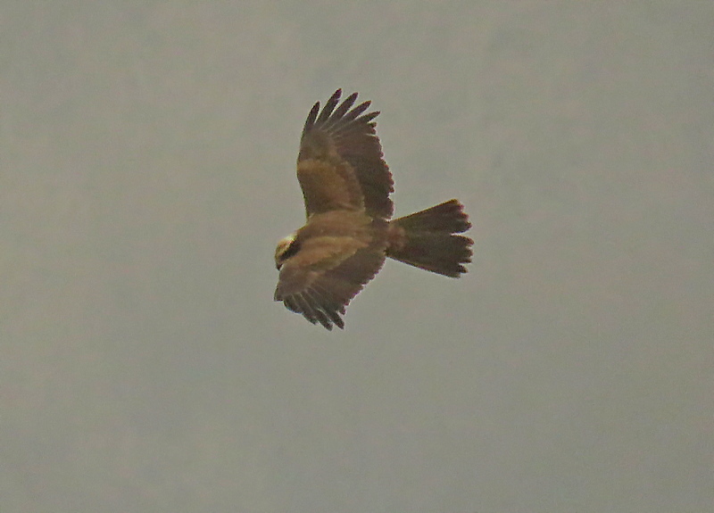 ian ballam tweet media