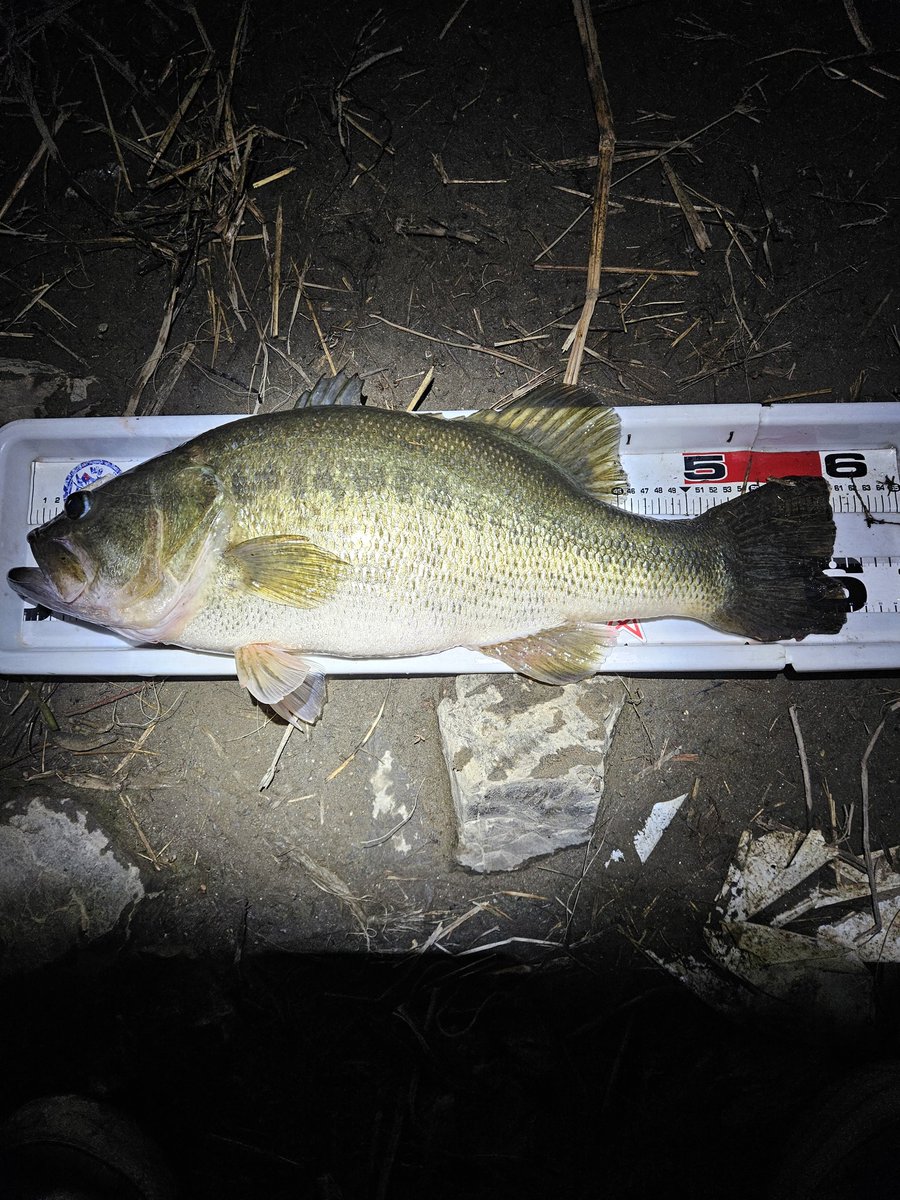 ぎんちゃん tweet media