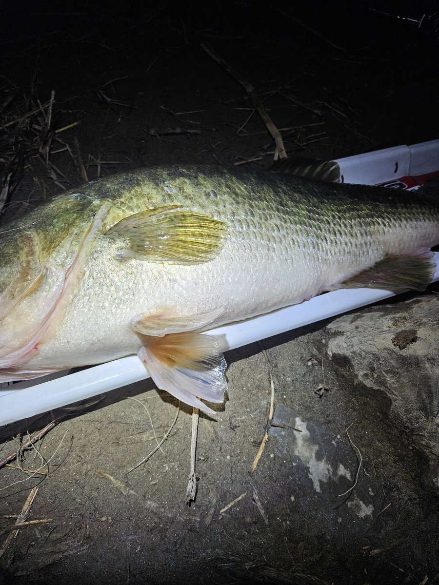 ぎんちゃん tweet media