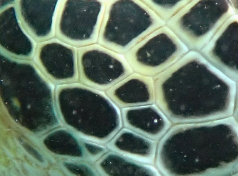 NOAA Florida Keys NMS tweet media