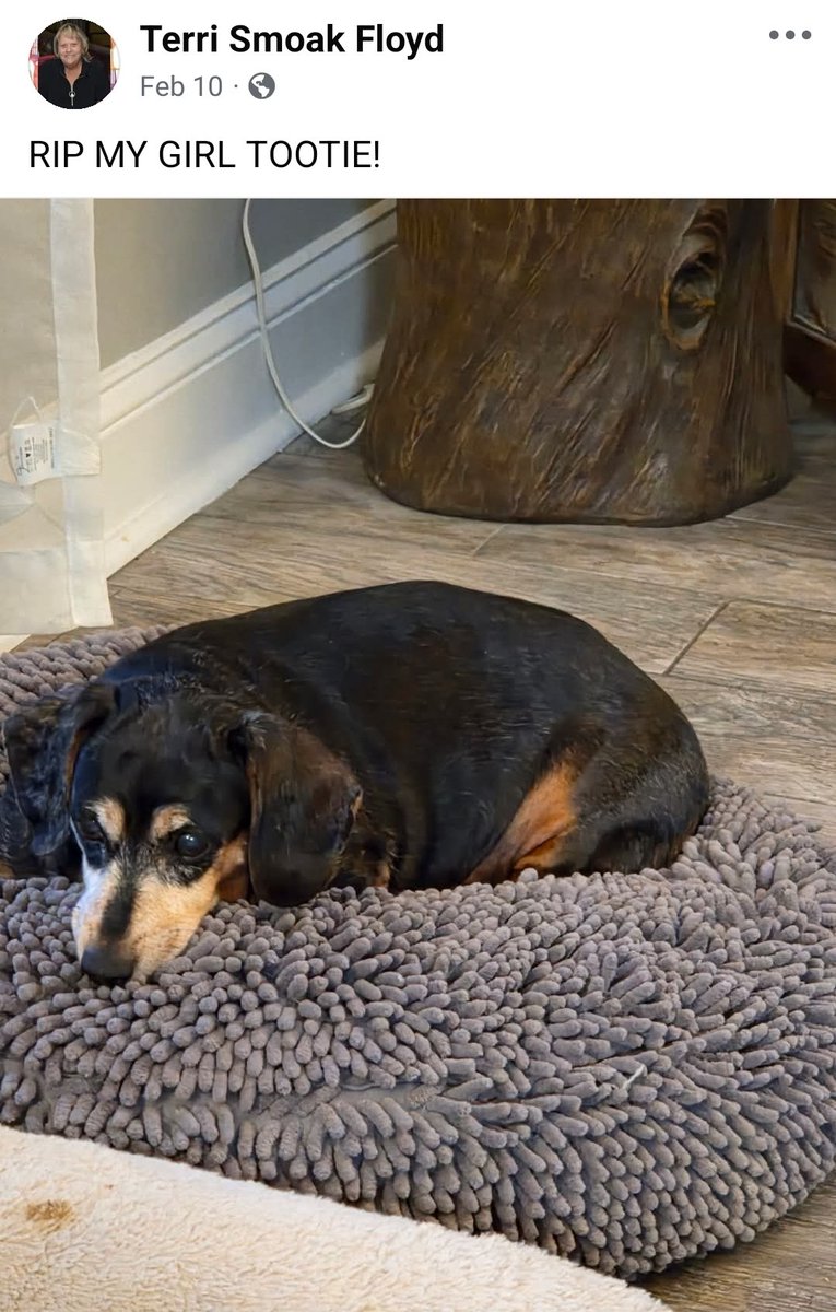 Bully Watch USA tweet media