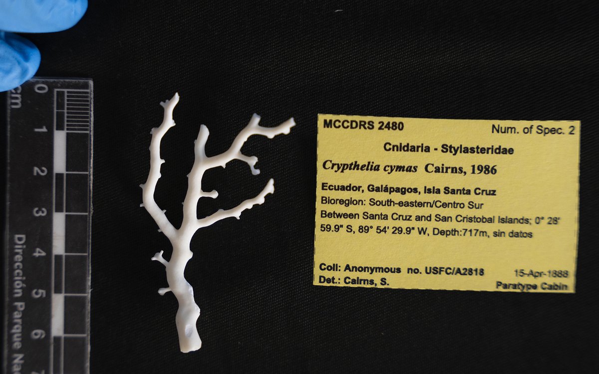 Charles Darwin Foundation-Fundación Charles Darwin tweet media