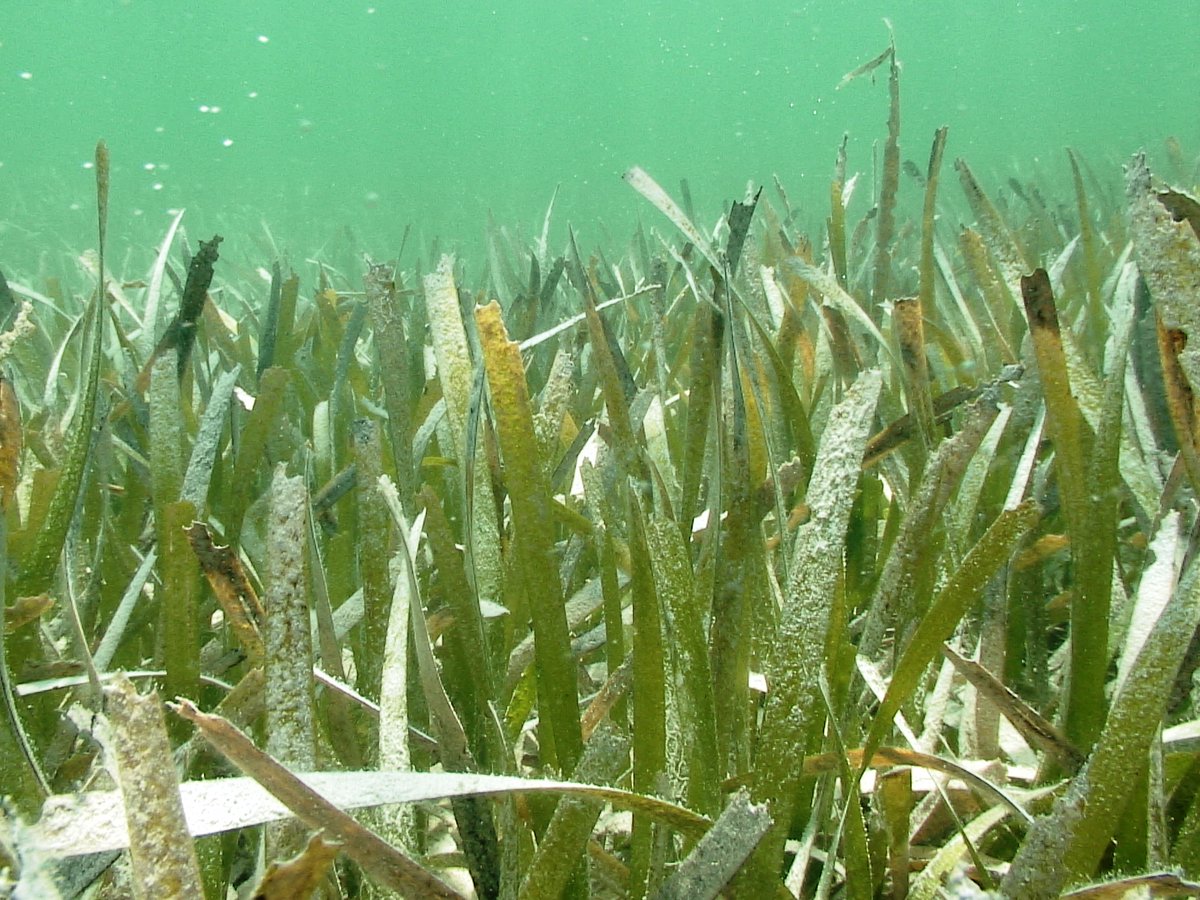 NOAA Florida Keys NMS tweet media