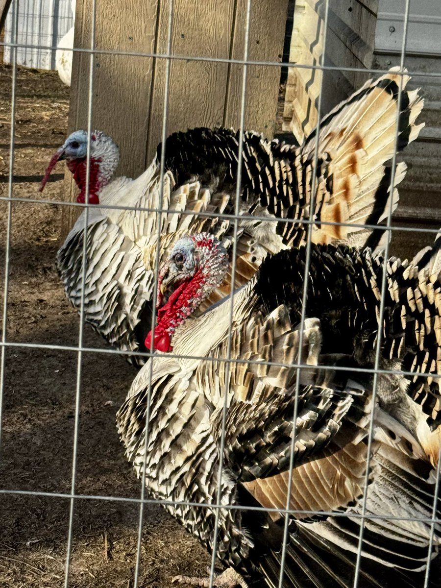 Angela Suttner - Warrior Against Bullying! tweet media