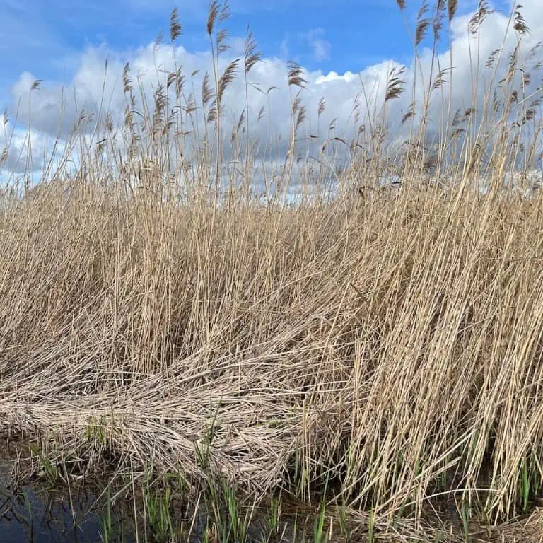 Jamrock Hobo tweet media