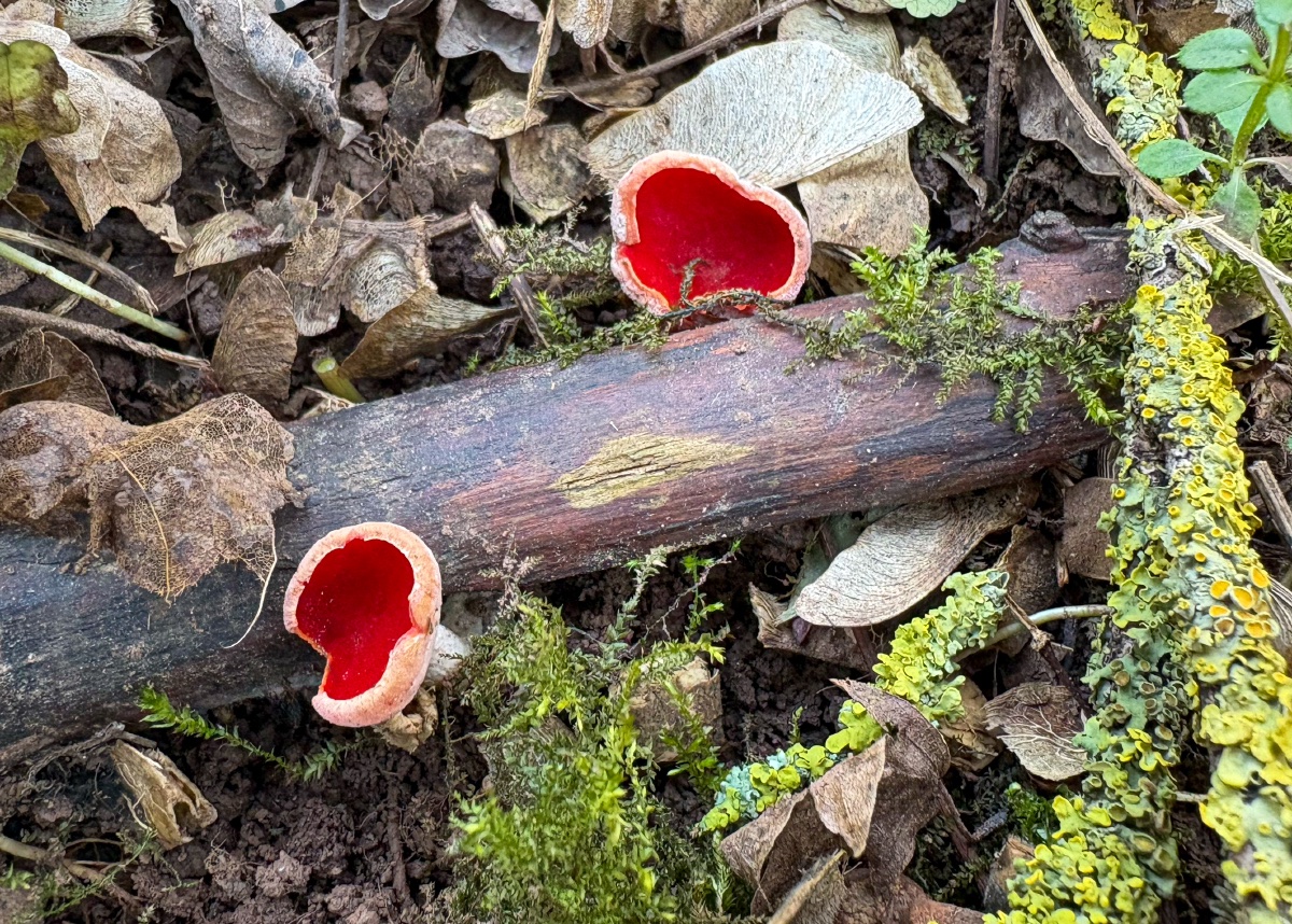 Jaroslav Macháček tweet media