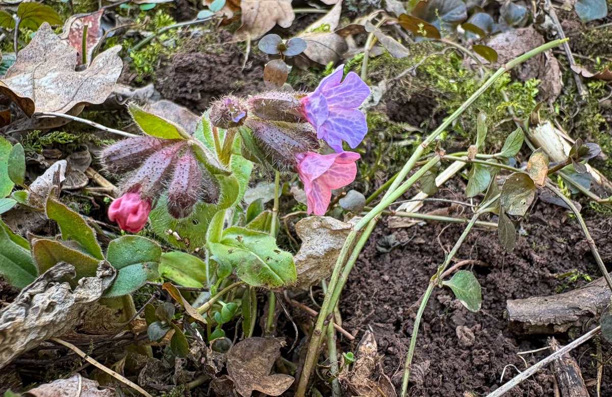 Jaroslav Macháček tweet media