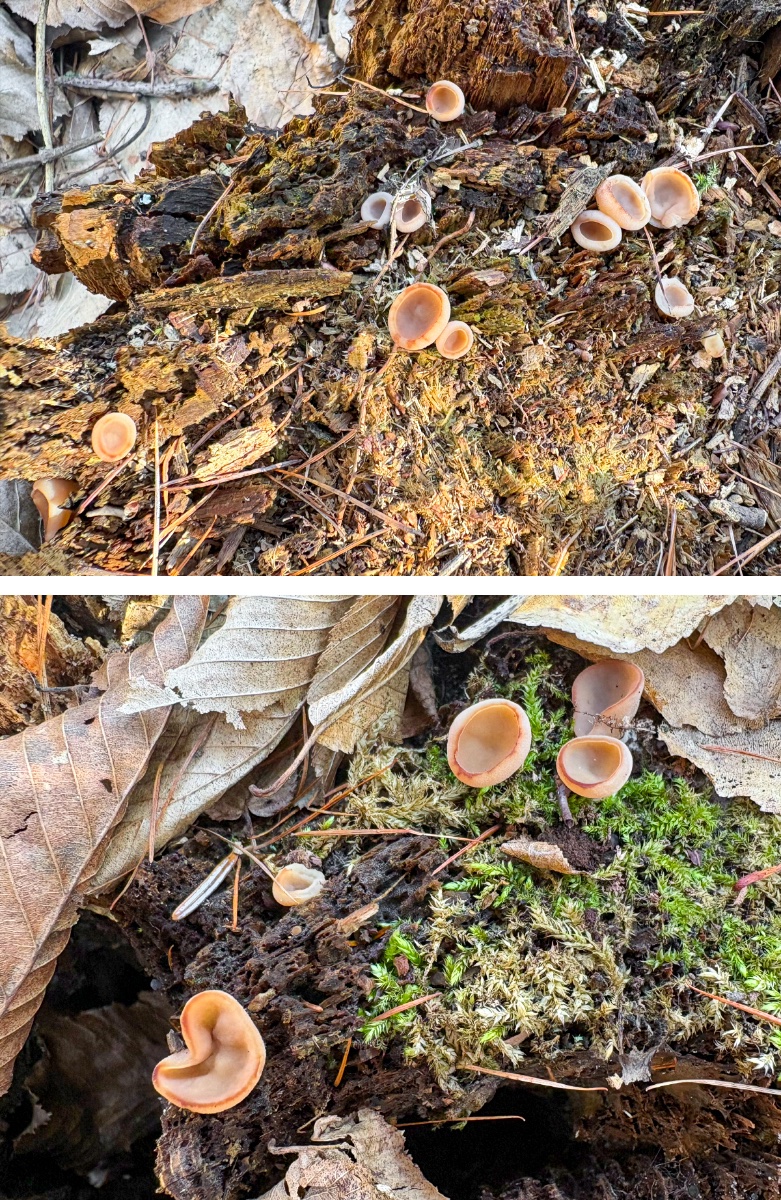 Jaroslav Macháček tweet media