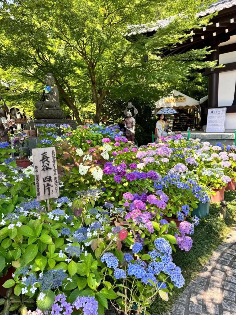 Fae°❀⋆. tweet media