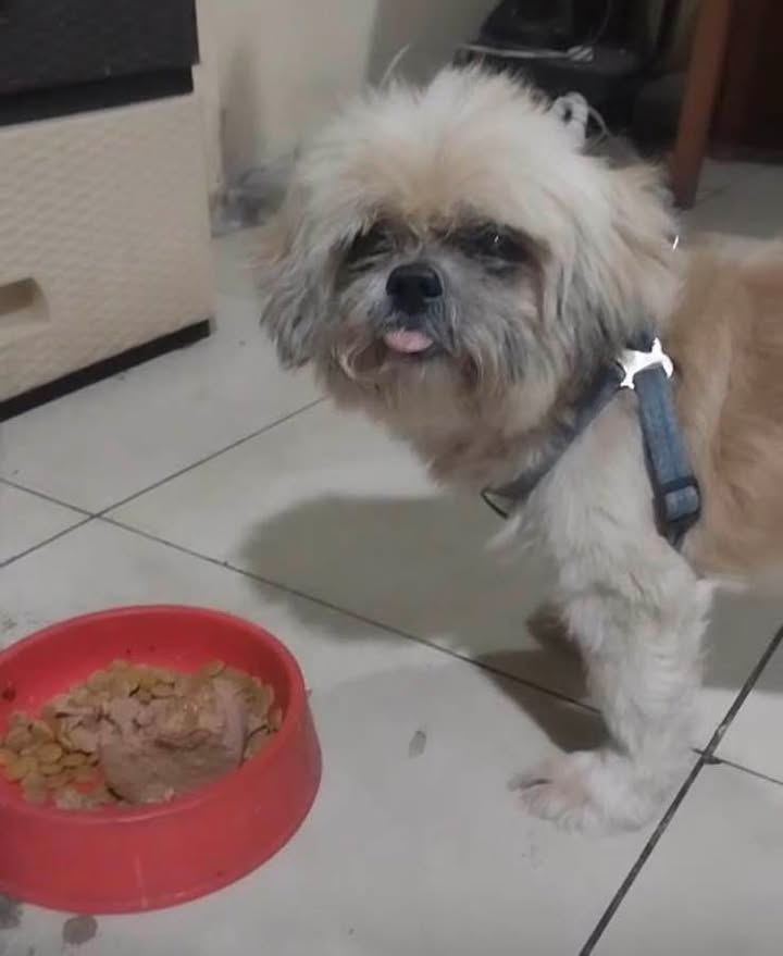AlertaMePerdi's tweet photo. #PERDIDO #GUAYAQUIL
Nombre: #PICHON
Fecha: 2026-03-13
Sector: Sur, Cooperativa libertad y conciencia mz 11
Sexo: Macho
Raza: Shitzu
Observación: Beige con cafe
Contacto: 098 081 7618
¡Ayúdalo a volver con su familia!
#AlertaMePerdí https://t.co/wZxKEF4rTQ