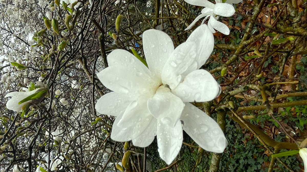 pedumit tweet picture