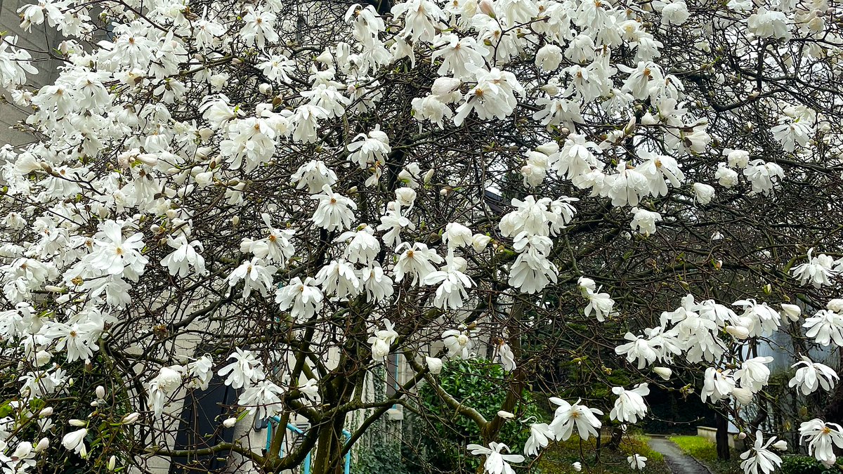 Le magnolia étoilé (#Magnolia #stellata) symbolise l'espoir &amp; le renouvellement. Un symbole de la vie qui renaît après le froid de l'hiver, il illumine le jardin, ce qui lui vaut le surnom de « magnolia de la Lune ». Photographie prise au Parc Bon Pasteur, à #Evere, #Belgique