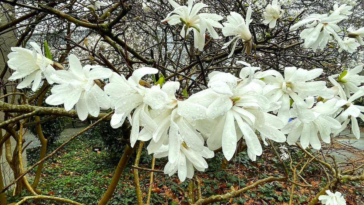 pedumit tweet picture