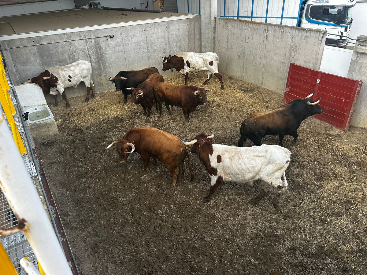 MaxiToro tweet media