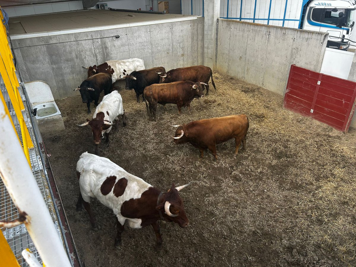 MaxiToro tweet media