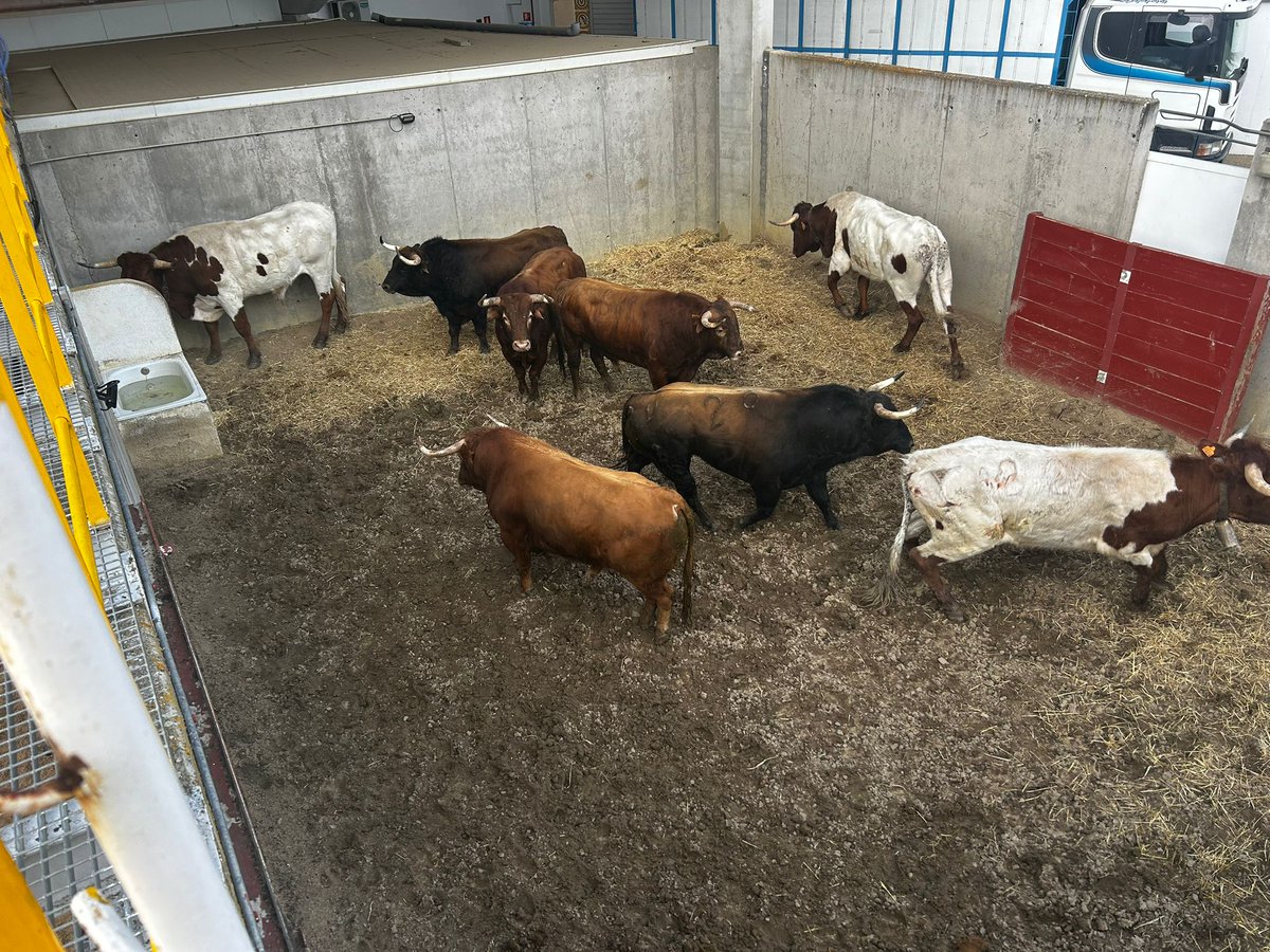 MaxiToro tweet media