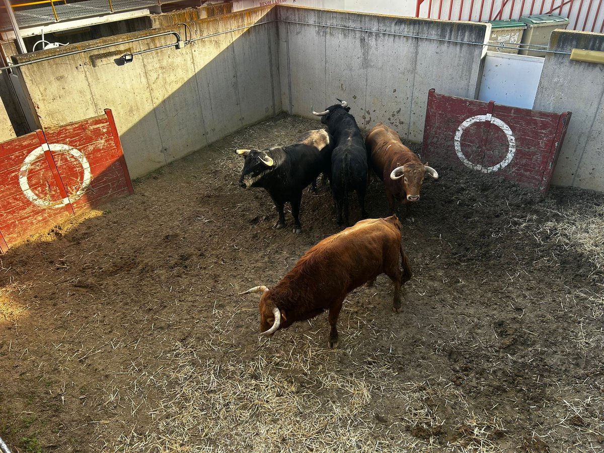 MaxiToro tweet media