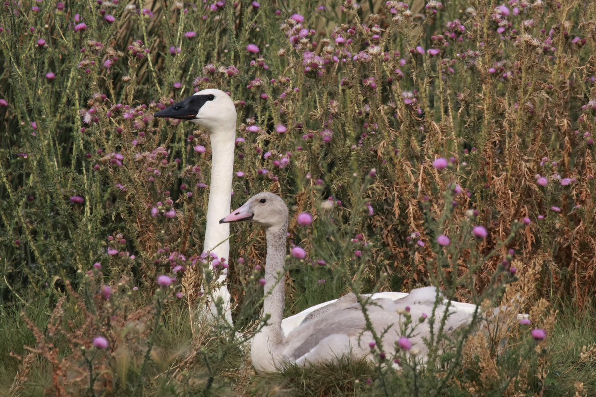 let’s come back from the brink of extinction with mama