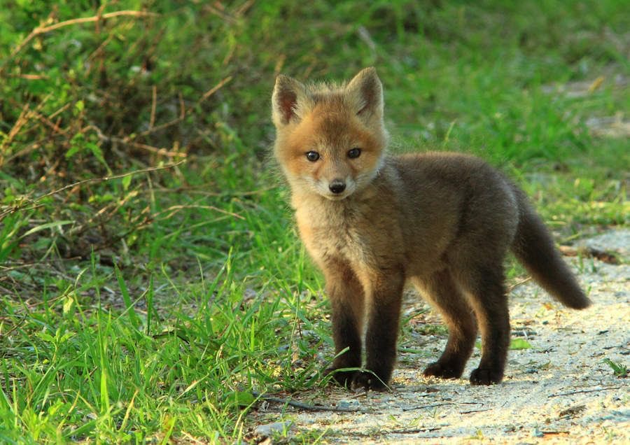 Hazelifv's tweet photo. Dustin’s the real bunny I’m sorry not to diss but Will doesn’t look like a bunny, he looks more like a fox but I know a fox isn’t soft cute and babyish enough for you guys to agree  so I’ll probably get executed #hazelkilled #coreparty https://t.co/AaJ8DgLLQH