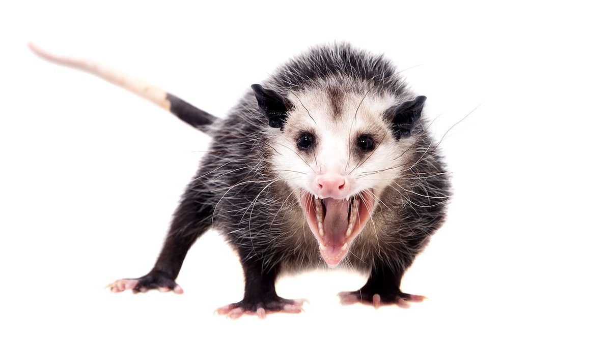 RyuKØ✮♥️🧡🤍🩷💜 Colette the kids miss you tweet media