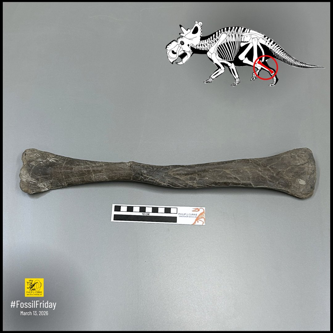 Philip J. Currie Dinosaur Museum tweet media