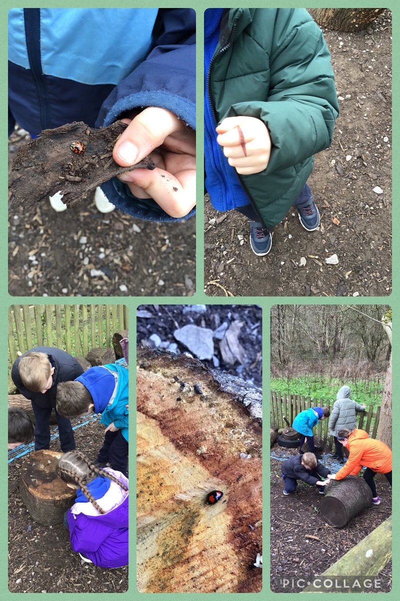 WhitegateBirch tweet media